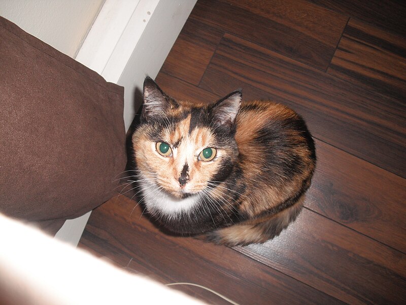 File:Lady Marmalade a 4yr old tortie and white shorthair.jpg