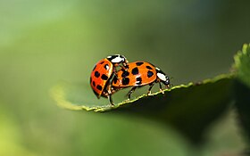 Ladybug_Love_(49569308)