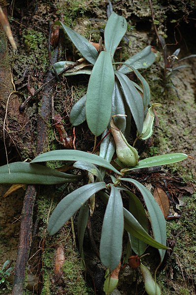 Rosette plants with lower pitchers