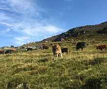 Mountain pasture in Switzerland Landwirtschaft, Weidetiere - Hochalm.jpg