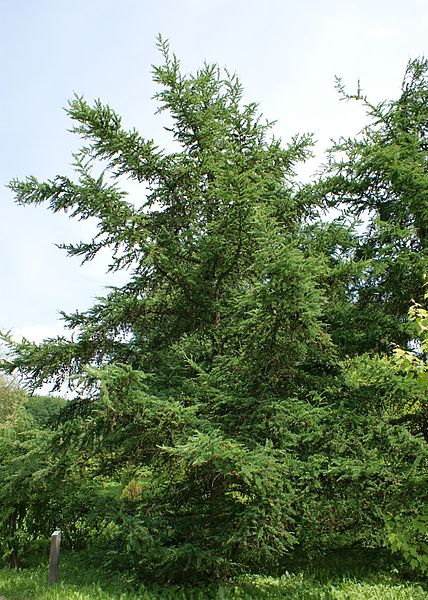 File:Larix gmelinii kz1.jpg