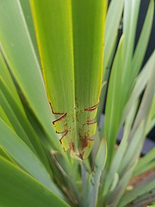 "Notch" formed from larvae damage to Phormium tenax. Larvae damage to Phormium tenax.jpg