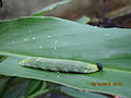 Caterpillar on ginger leaf