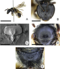 Lasioglossum speculinum için küçük resim