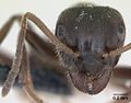 Lasius platythorax casent0172747 head 1.jpg