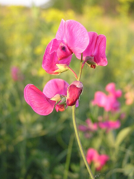 File:Lathyrus tuberosus Ab-2090.jpg