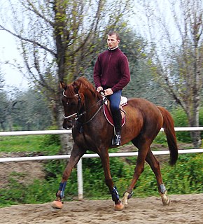 <span class="mw-page-title-main">Sardinian Anglo-Arab</span> Italian breed of horse