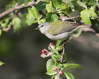 Tennessee warbler foraging in Malus sp. flowers in Roger-Van den Hende botanical garden, Université Laval, Quebec