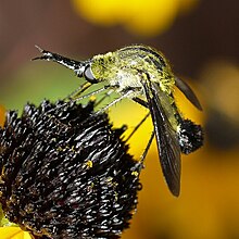 Lepidophora lutea - Bee Fly.jpg