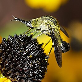 Lepidophora lutea