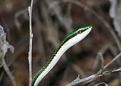 Leptodrymus pucherrimus