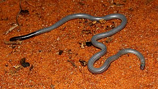 <span class="mw-page-title-main">Peters's threadsnake</span> Species of snake