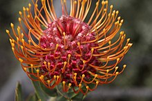 Leucospermum vestitum Tony Rebelo 2.jpg