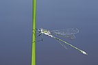 Lestes sponsa