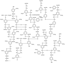 Lignin, is around 25% of the composition of wood This structure is repeated many times in each lignin molecule. Lignin structure.svg