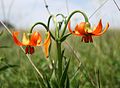 Lilium carniolicum Slovenia, Primorska - Slavnik