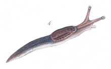 Hand-coloured print from Bourguignat (1862: Plate 2 Figure 4) , showing the lectotype of Letourneuxia nyctelia; it is juvenile, and the pointed tail is not realistic for this species Limax nyctelius Bourguignat 1862.png