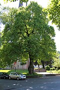 Linden tree