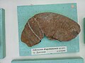 Liticoceras dragomanensis sp.nov., Lower en:Hauterivian, en:Dragoman, Bulgaria, (Coll. G. Mandov) at the Sofia University "St. Kliment Ohridski" Museum of Paleontology and Historical Geology