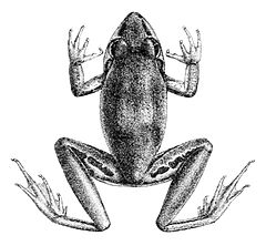 Description de l'image Litoria tornieri.jpg.