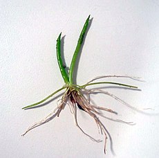 Littorella uniflora.jpeg