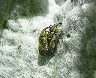 <i>Lixus cardui</i> Species of beetle