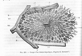 Un lobule hépatique, in Traité d'anatomie comparée des animaux domestiques par Auguste Chauveau et Saturnin Arloing, page 492, J.B. Baillière et Fils, (Paris), 1890.