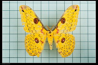 <i>Loepa</i> Genus of moths