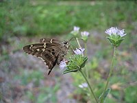 Uzoq dumli Skipper Butterfly (Urbanus proteus) 1.JPG