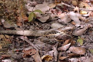 Long-tailed nightjar (Caprimulgus climacurus climacurus) male.jpg