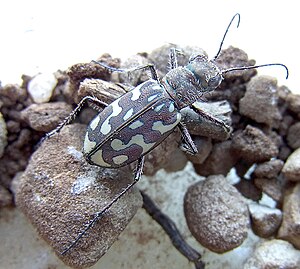 Lophyra flexuosa from southern France