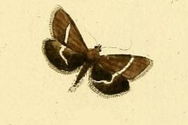 Loxostege fascialis