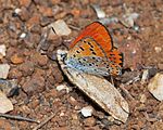 Lycaena thersamon – Männchen