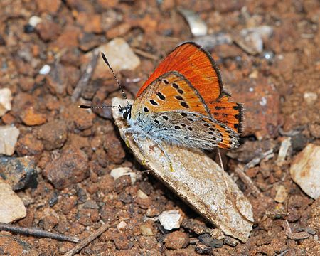 Lycaena thersamon