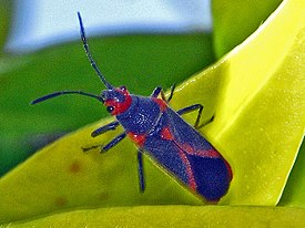 Caenocoris nerii