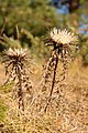 Silberdistel (Carlina acaulis)