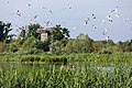 * Nomination Black-headed gulls at large reservoir of the Rieselfelder in Münster, North Rhine-Westphalia, Germany --XRay 03:26, 12 August 2020 (UTC) * Promotion  Support Good quality -- Johann Jaritz 03:55, 12 August 2020 (UTC)