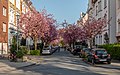 * Nomination Blossom of cherry trees in Schulstrasse, Münster, North Rhine-Westphalia, Germany --XRay 03:49, 23 April 2020 (UTC) * Promotion  Support Good quality.--Agnes Monkelbaan 04:34, 23 April 2020 (UTC)