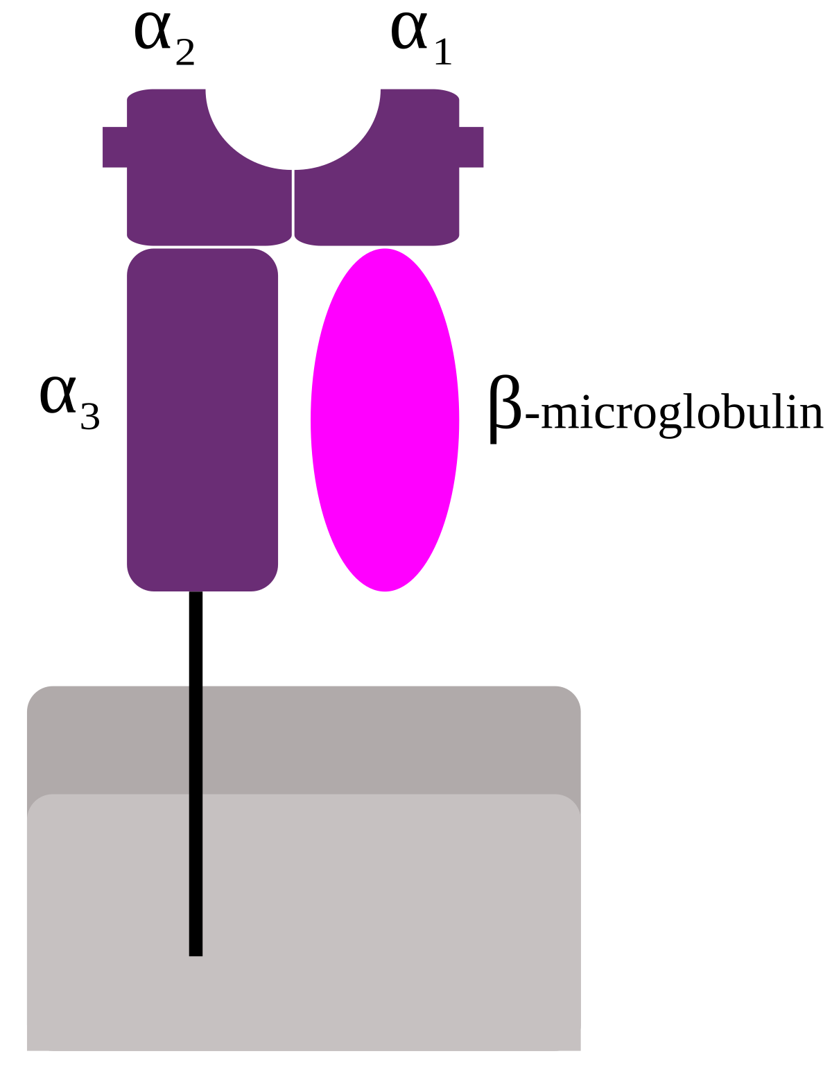 Complement system - Wikipedia