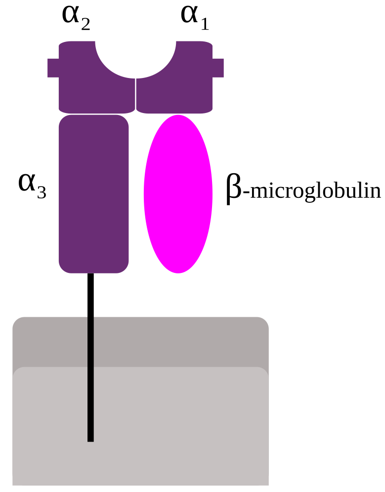 Human Leukocyte Antigen-avatar