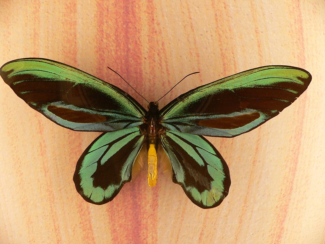 File:MP - ornithoptera alexandrae 1.jpg