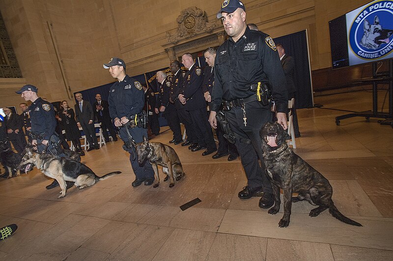 File:MTA PD Canine Graduation (49502153976).jpg