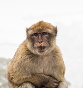 Macaco de Gibraltar (Macaca sylvanus), Peñón de Gibraltar, 2015-12-09, DD 10.JPG
