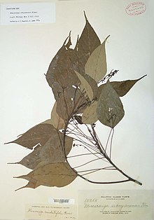 Macaranga caudatifolia (M sibuyanensis, IT) GH48311 (8002196068).jpg