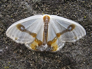 <i>Macrocilix</i> Moth genus in family Drepanidae