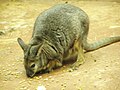 Dama Wallaby