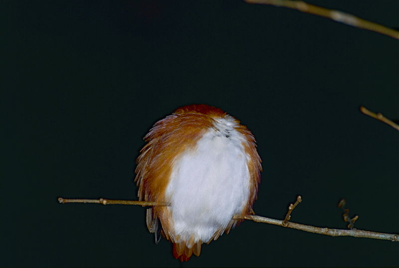 File:Madagascar Pygmy Kingfisher (Ceyx madagascariensis) sleeping (9648183522).jpg