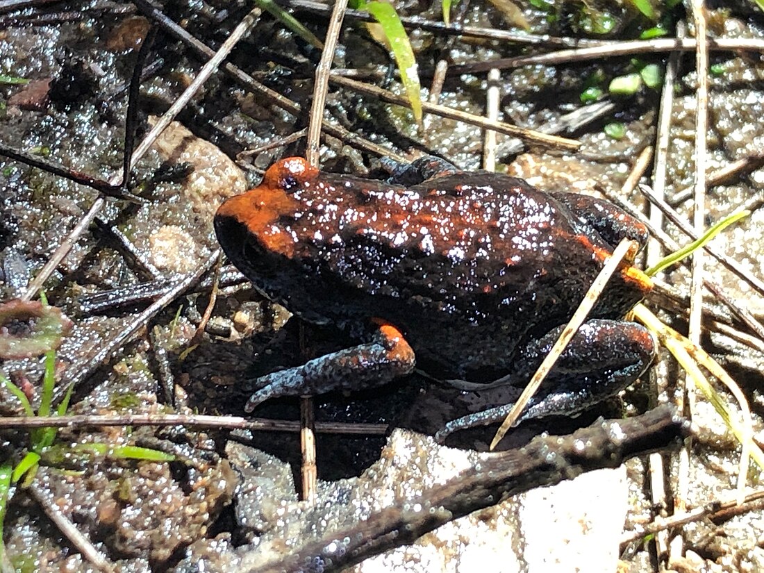 Magnificent brood frog