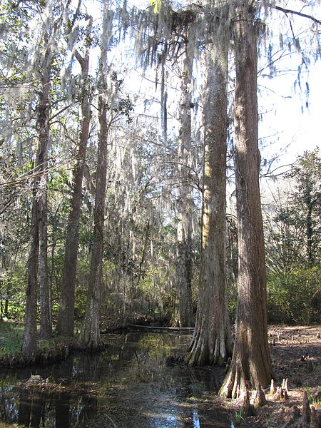 File:Magnolia Plantation and Gardens - Charleston, South Carolina (8555455977).jpg