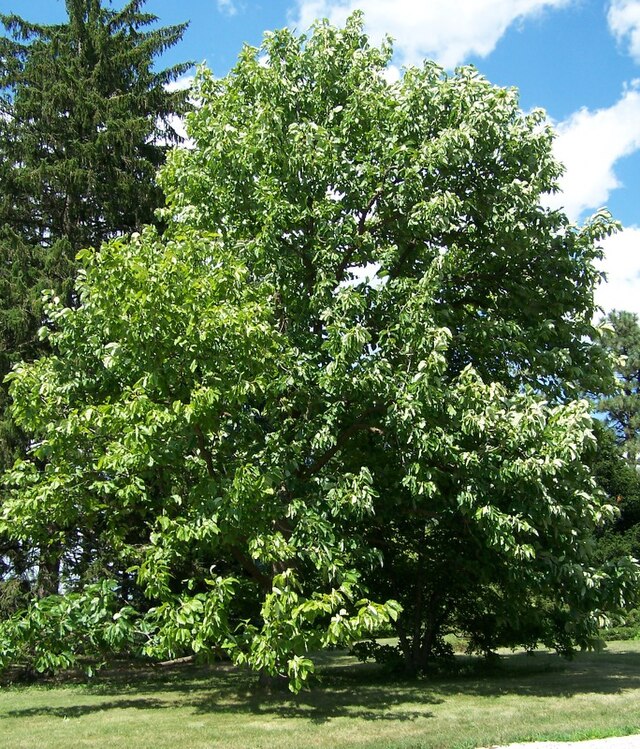 Magnolia acuminata - Wikipedia, la enciclopedia libre